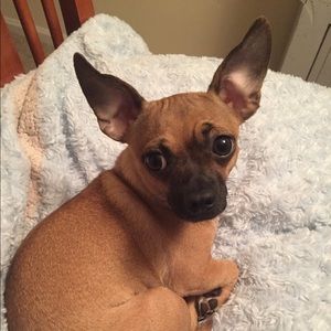 Meet your Posher, Cannon